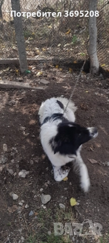 Продавам Каракачанско куче (женско) , снимка 2 - Каракачанска овчарка - 52654178