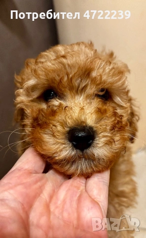 Среден женски пудел априкот, снимка 3 - Пудели - 53263028