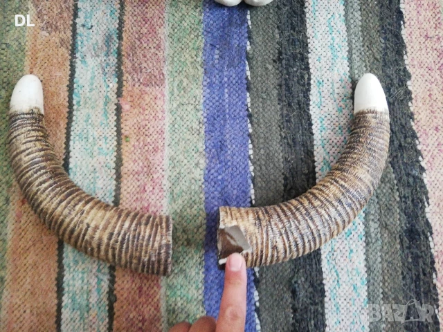 Резбован череп с разглобяеми Рога, снимка 10 - Декорация за дома - 50574311