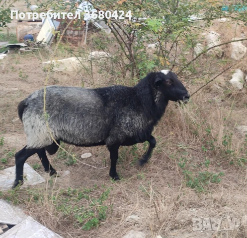 Романовски коч на 2 години , снимка 1