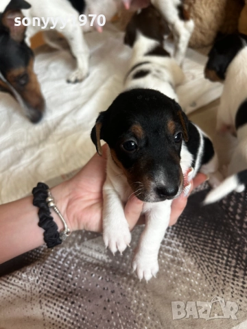 ДЖАК РЪСЕЛ С ПАСПОРТ И ВАКСИНА-ПРОДАВАМЕ 2109250940, снимка 5 - Джак ръсел териер - 51783708