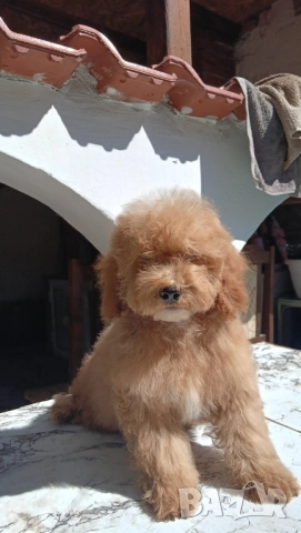 Малтипу Maltipooo