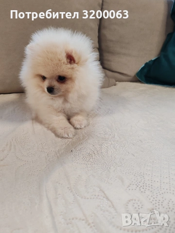 Померан мини мъжки , снимка 10 - Померан - 53726000