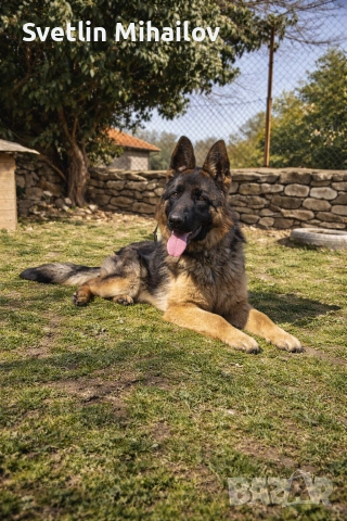 Продавам Женска Немска овчарка 