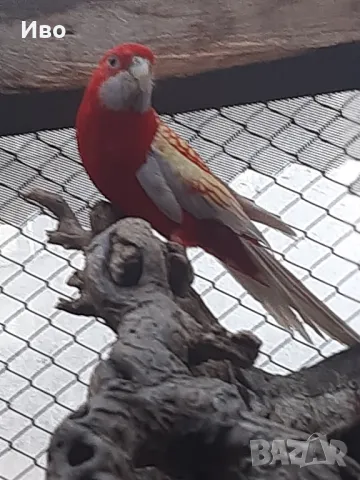продавам ръчно хранени папагали пенантова розела 