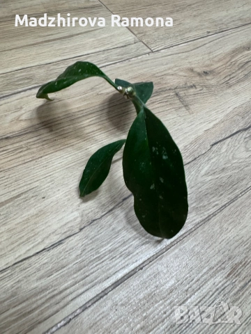 Hoya praetorii , снимка 3 - Стайни растения - 52647265