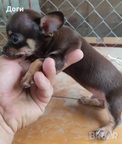 Продавам чихуахуа 