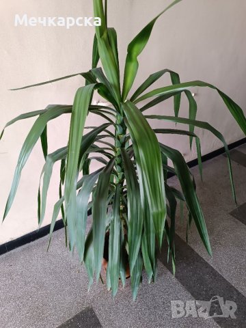 Юка продавам, снимка 3 - Стайни растения - 40495134