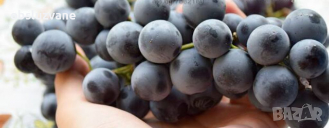 Резници от черен отел за окореняване 💥, снимка 1