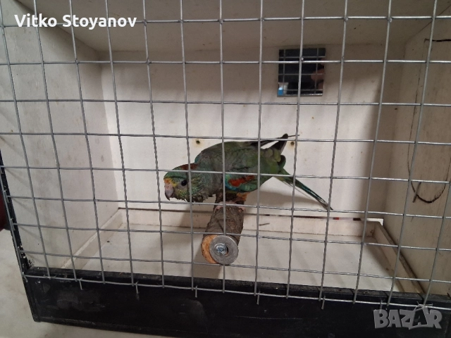 Многоцветен поен-женски, снимка 4 - Папагали - 52238797