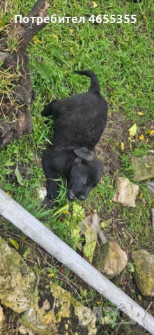 Каракачанка/ лабрадор, снимка 3 - Каракачанска овчарка - 52467039