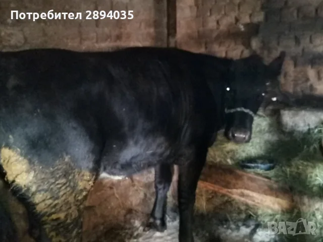 женско теле 11 месеца , снимка 2 - Крави - 55881544