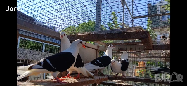 Тюрингски щитен, снимка 2 - Гълъби - 51925477