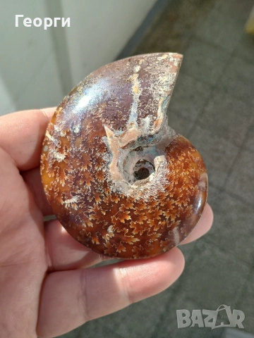 Натурален Амунит-82, снимка 3 - Антикварни и старинни предмети - 52375918