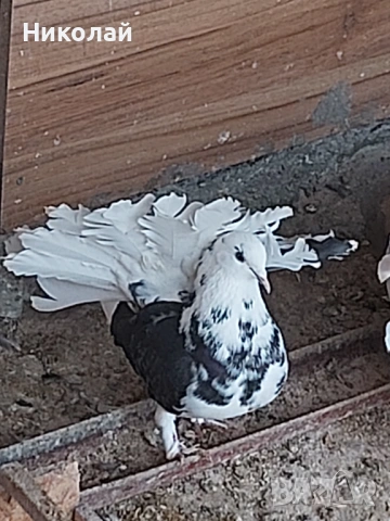 Продавам гълъби фенерлии, снимка 2 - Гълъби - 54212789