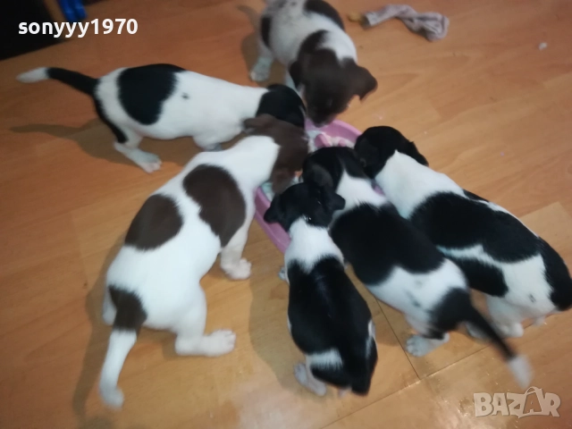 ДЖАК РЪСЕЛ-250ЛВ ЗА КУЧЕНЦЕ 1909250859, снимка 4 - Джак ръсел териер - 51764637