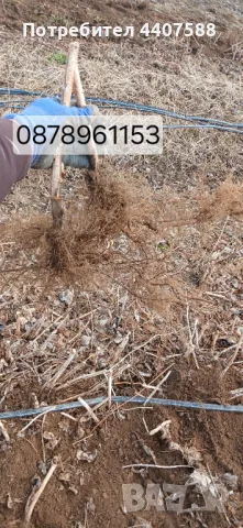 Разсад малини , снимка 13 - Разсади - 49562478