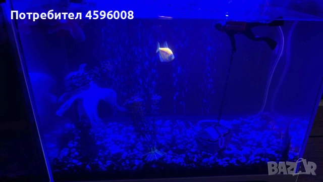 Продавам аквариум amtra modern tank, снимка 4 - Аквариуми - 53034432