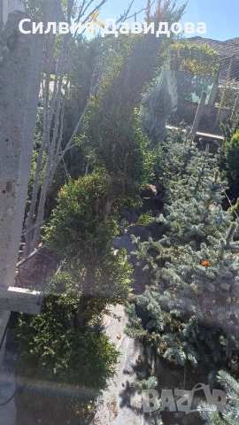 Лейландски кипарис щам топка, пон пон, спирала, снимка 16 - Градински цветя и растения - 52501247