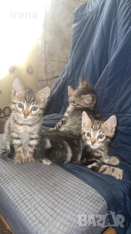 Продават се, снимка 3 - Бенгалски - 53833240