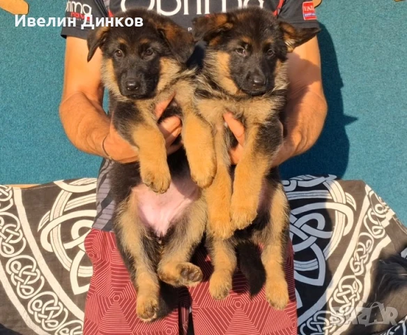 Развъдник за немска овчарка с родословие Бургас , снимка 1