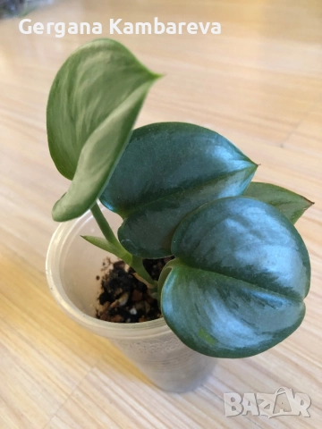 Scindapsus Moonlight , снимка 2 - Стайни растения - 52793534