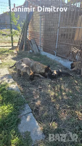 Белгийски овчарки Малиноа, снимка 9 - Белгийска овчарка - 56390612