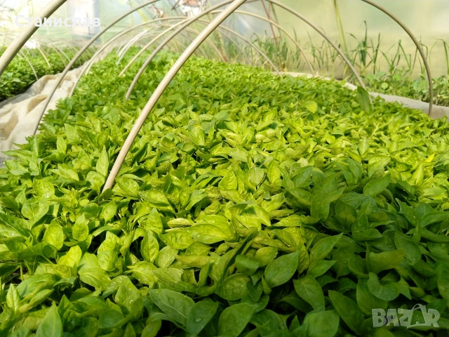 Готов разсад домати краставици тиквички ягоди, снимка 7 - Разсади - 54039880