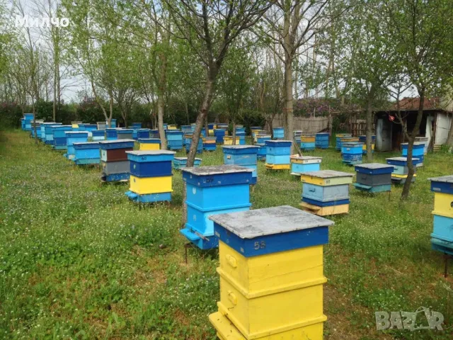 Пчелни отводки 2025, корпусни на 4 рамки.