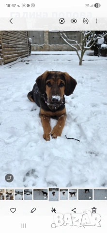 Търся стопани на кученца, снимка 6 - Други - 53074703