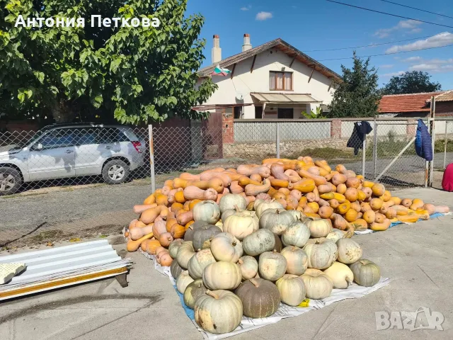 Продавам тикви на едро, снимка 2 - Домашни продукти - 56539031