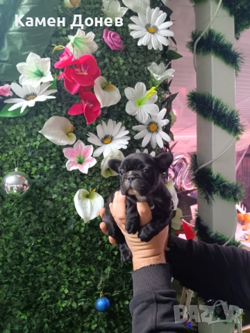 Френски булдог , снимка 8 - Френски булдог - 52957098