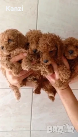 Пудел кученте Poodle, снимка 1