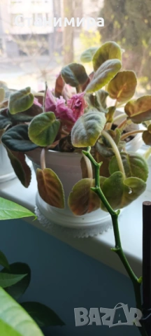 цвете в саксия - санта паулинка, снимка 2 - Стайни растения - 54238640