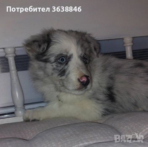 Бордър Коли, снимка 5 - Бордър коли - 52930251