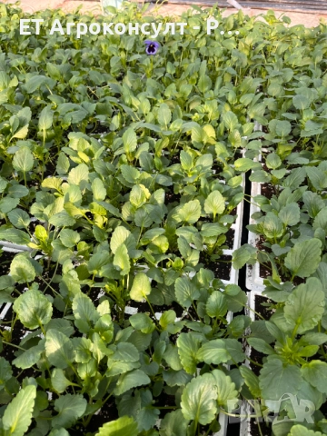 Разсад Теменужки различни цветове, снимка 2 - Разсади - 52131129