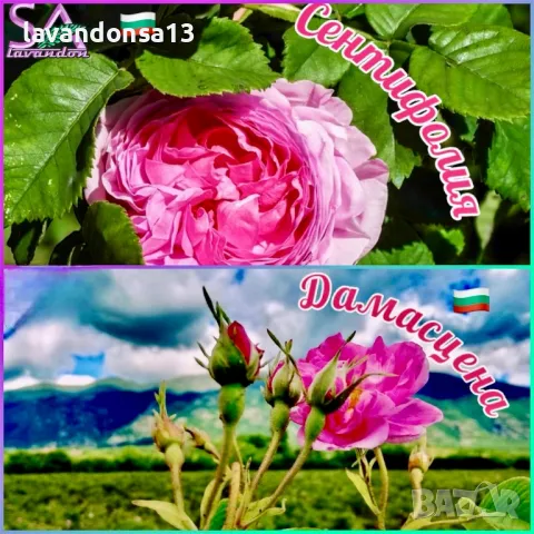 Лавандула Севтополис-разсад,туфички,саксии…, снимка 2 - Градински цветя и растения - 42641155