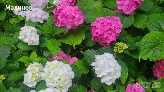 Многогодишна студоустойчива хортензия , снимка 10 - Градински цветя и растения - 37338913