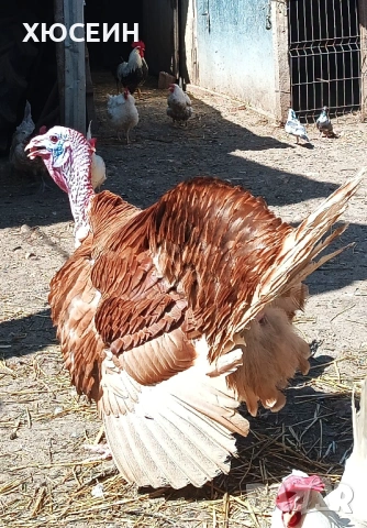 СВОБОДНИ ПУЯК И ДВЕ ПУЙКИ РЕД БЪРБЪН