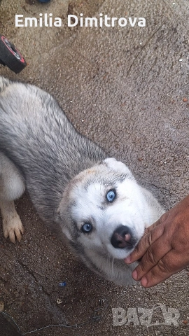 продавам кучета хъскита и Аляски , снимка 5 - Други - 54264962