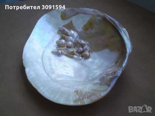 Много рядка голяма мида  седеф , снимка 5 - Други ценни предмети - 33836599