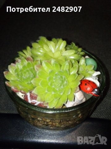 Сукуленти в министъкло, снимка 4 - Декорация за дома - 37678132