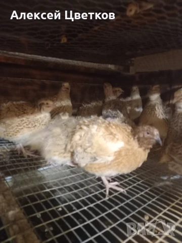 Пъдпъдъци, снимка 4 - други­ - 48031039