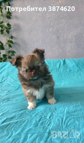 чихуахуа момченца , снимка 7 - Чихуахуа - 54112791