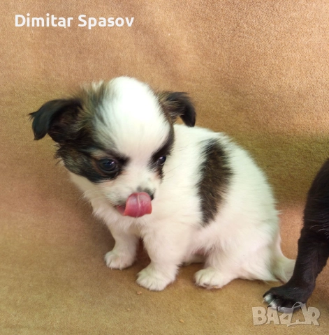 Продавам Кученца Куче Чихуахуа Дългокосместо и Късокосместо, снимка 11 - Чихуахуа - 51767219