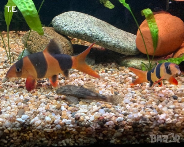 Двойка боции клоун