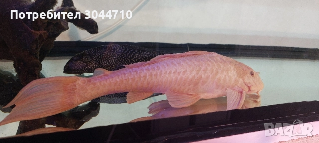 Големи Хипостомуси