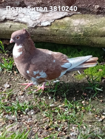 Блондинети , стандартни ардезио пощенски гълъби и още, снимка 10 - Гълъби - 54192620