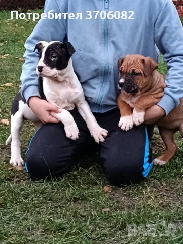 Продавам Стафове женски с първа ваксина и паспорт , снимка 3 - Американски стафордширски териер - 52615375