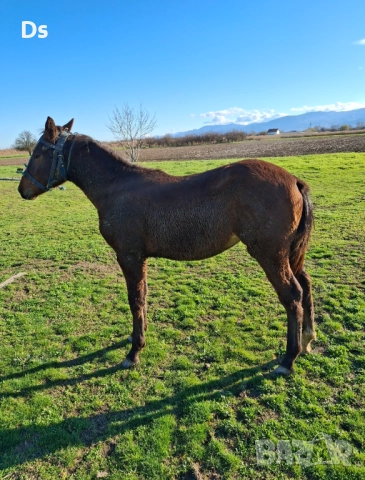 Женско спортно конче , снимка 3 - Коне - 52657494